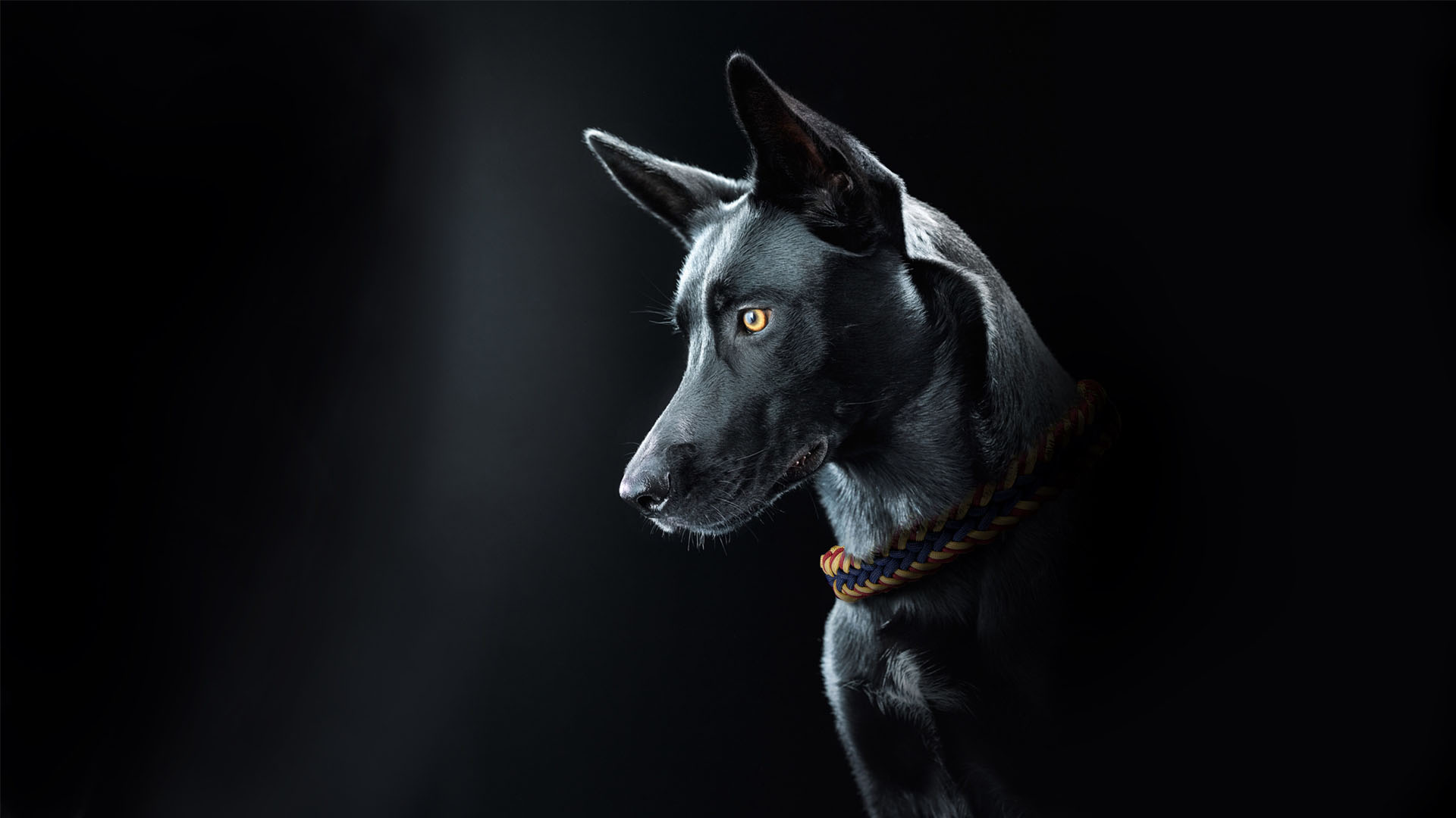 Beagle Wear Paracord ogrlice za pse svih rasa