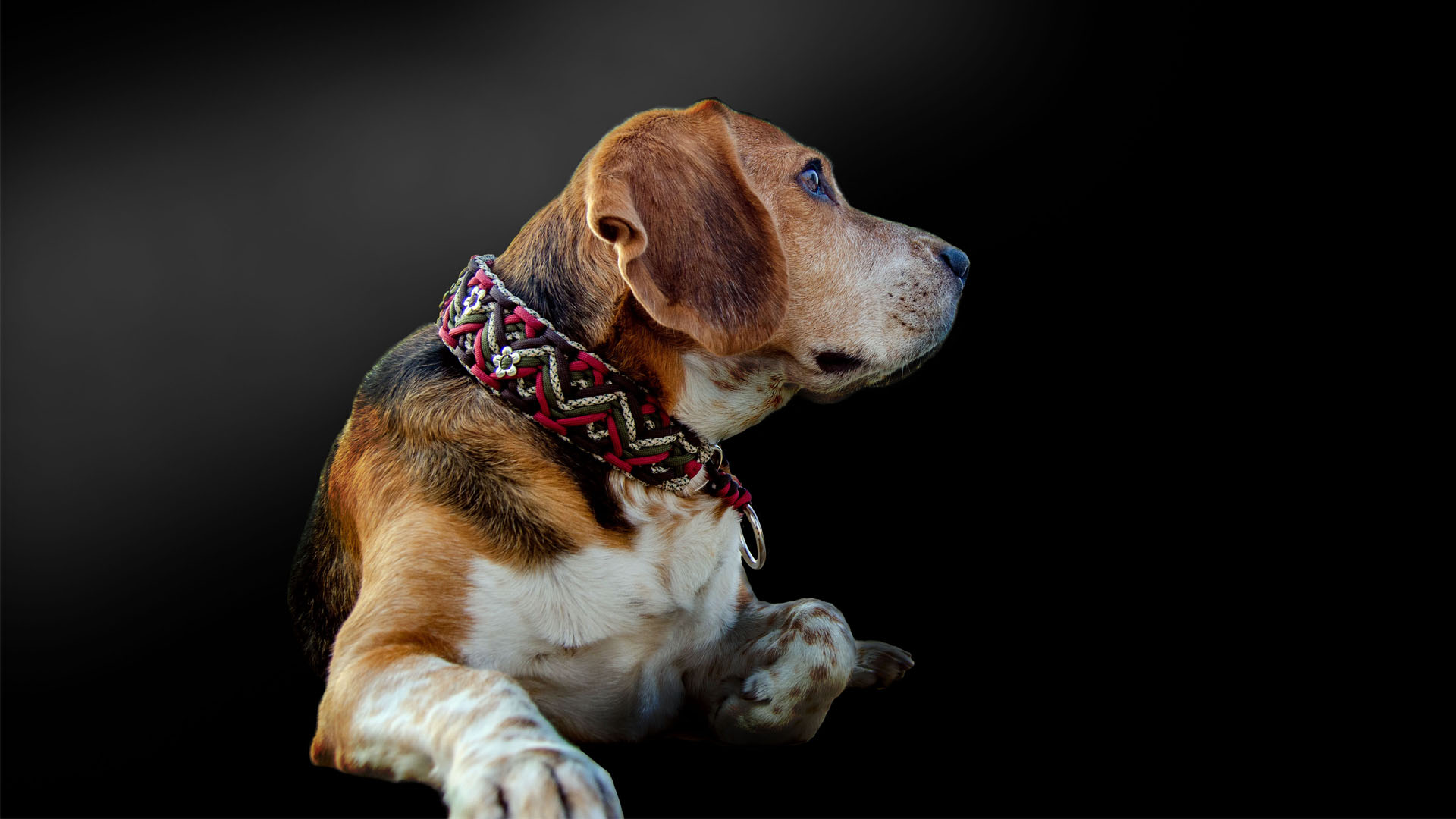 Paracord ogrlice i povodci za pse Beagle Wear