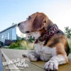 paracord ogrlice za pse Beagle Wear