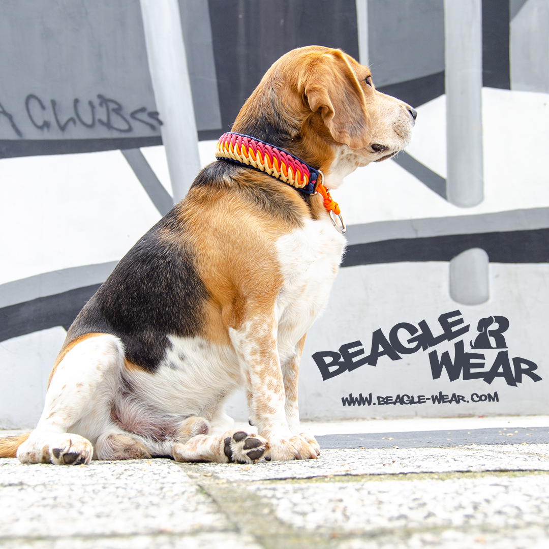 Beagle Wear ogrlice za pse - Bigl