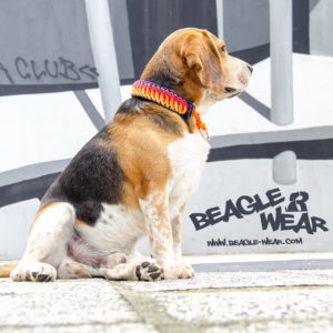 Beagle Wear paracord ogrlice za pse