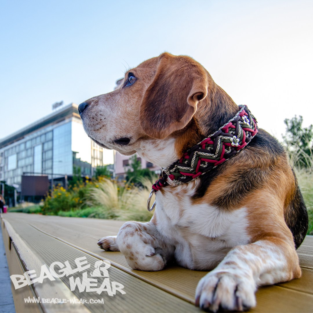 paracord ogrlice Beagle Wear - brend za pse
