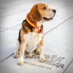 Beagle Rafa - moderan bigl, vlasnik Beagle Wear