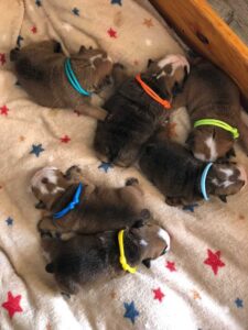 ogrlice za obelezavanje legla