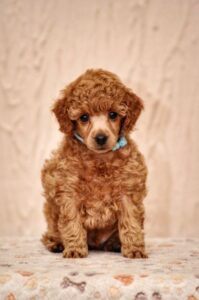 ogrlice za obelezavanje legla