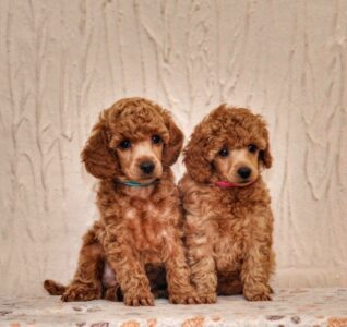 ogrlice za obelezavanje stenaca