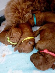 ogrlice za obelezavanje stenaca