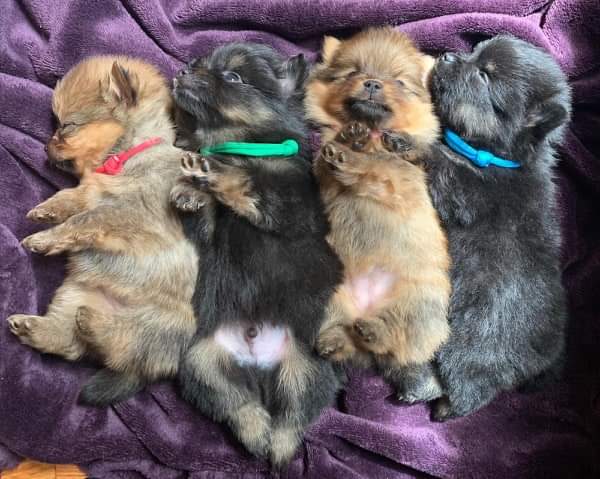 ogrlice za obelezavanje stenaca