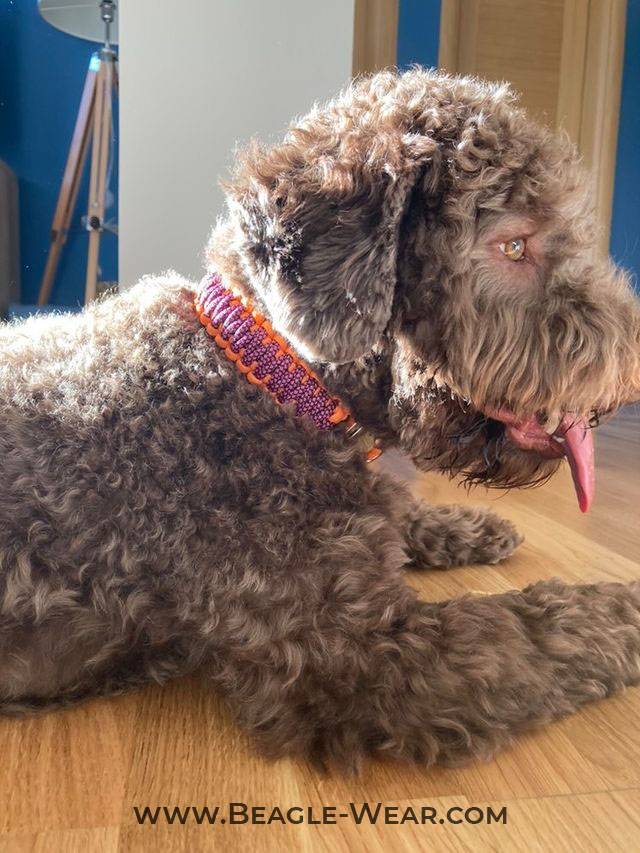 Lagotto i ogrlica sa kopcom